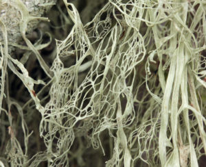 lace lichen