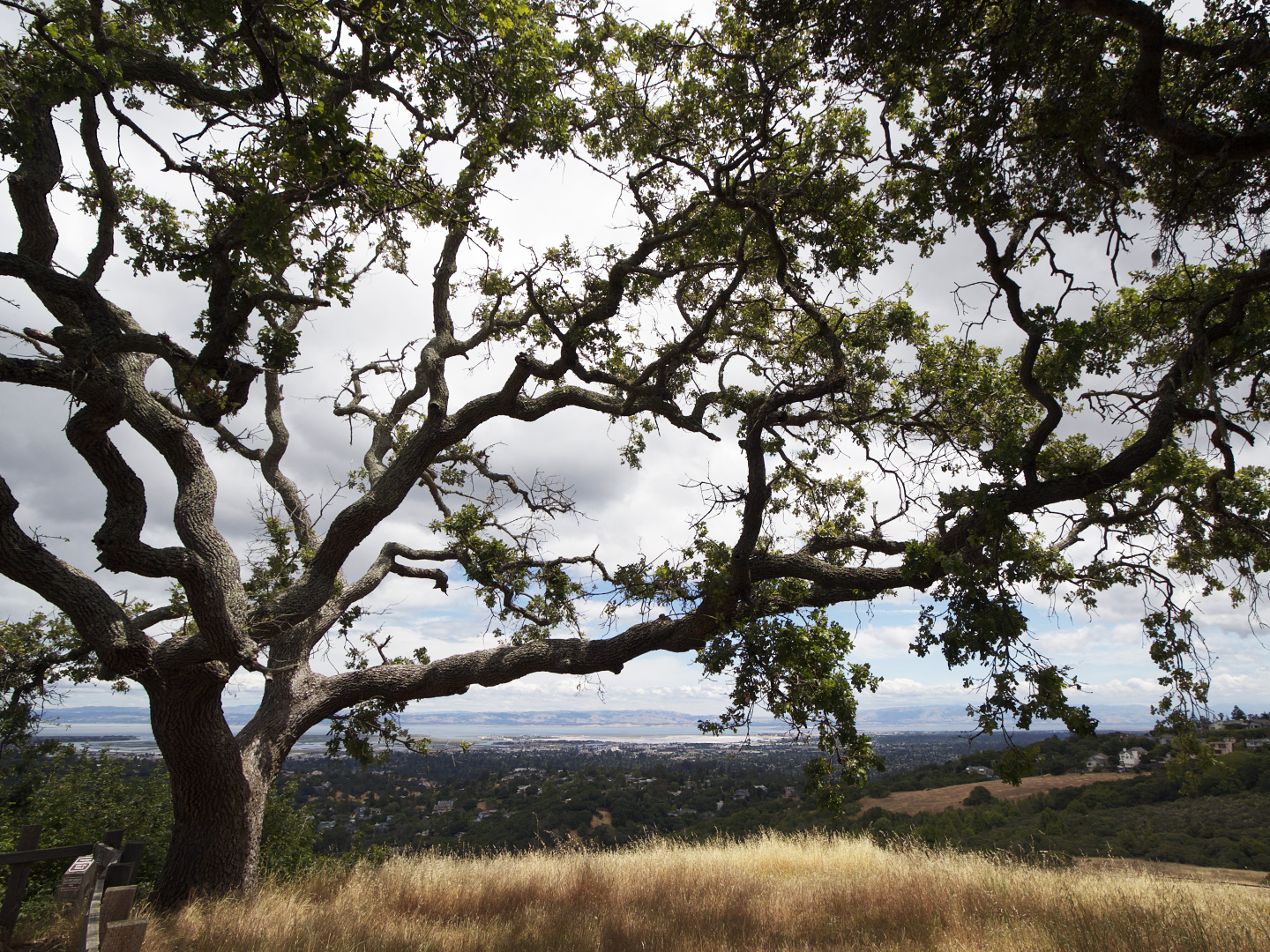 valley oak at Edgewood