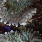 anemone fight