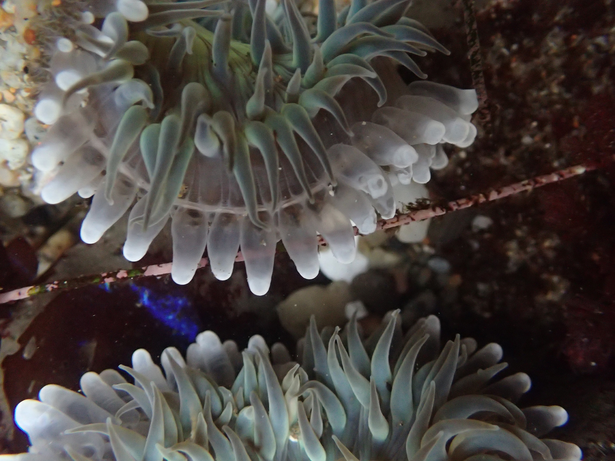 anemone fight