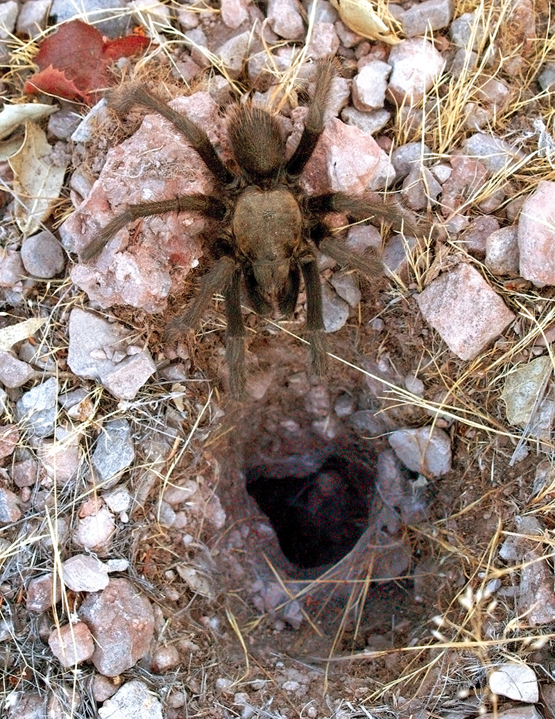 tarantula waiting at burrow