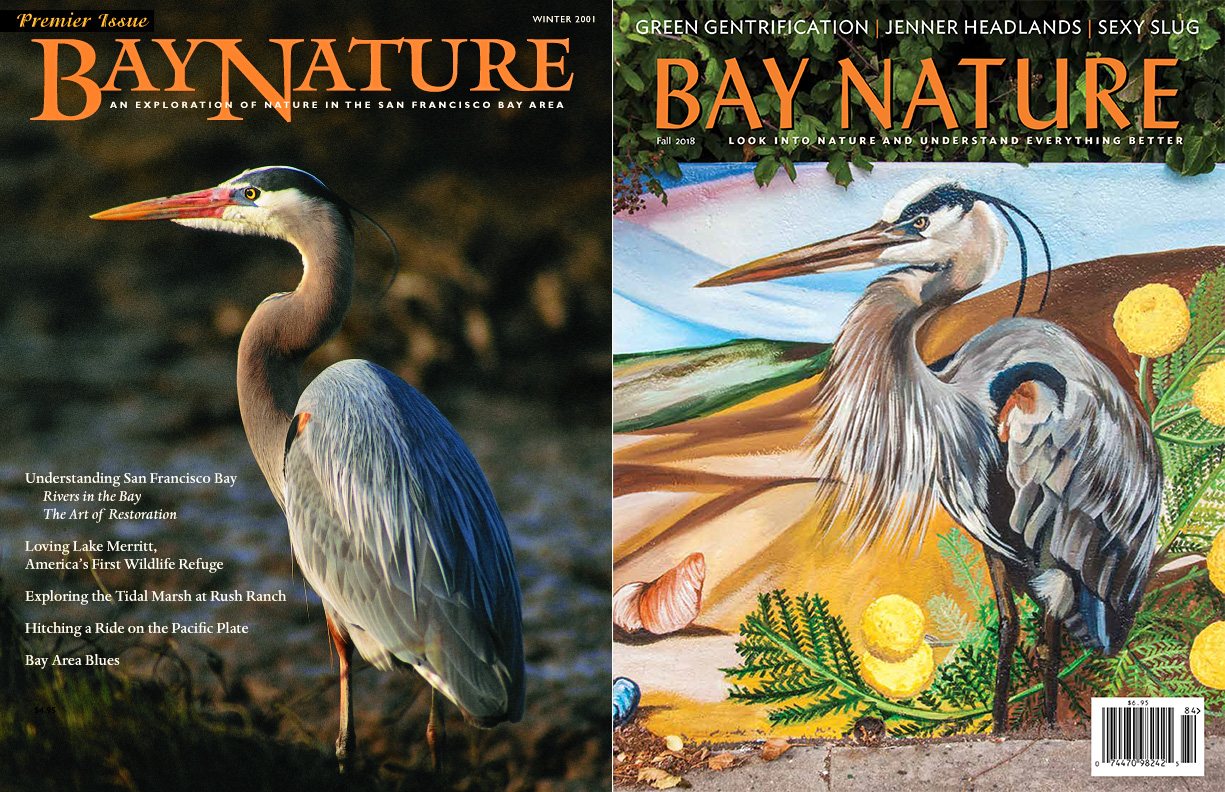 Ærlig erindringer mager Bay Nature Magazine: A Second Look at Bay Nature