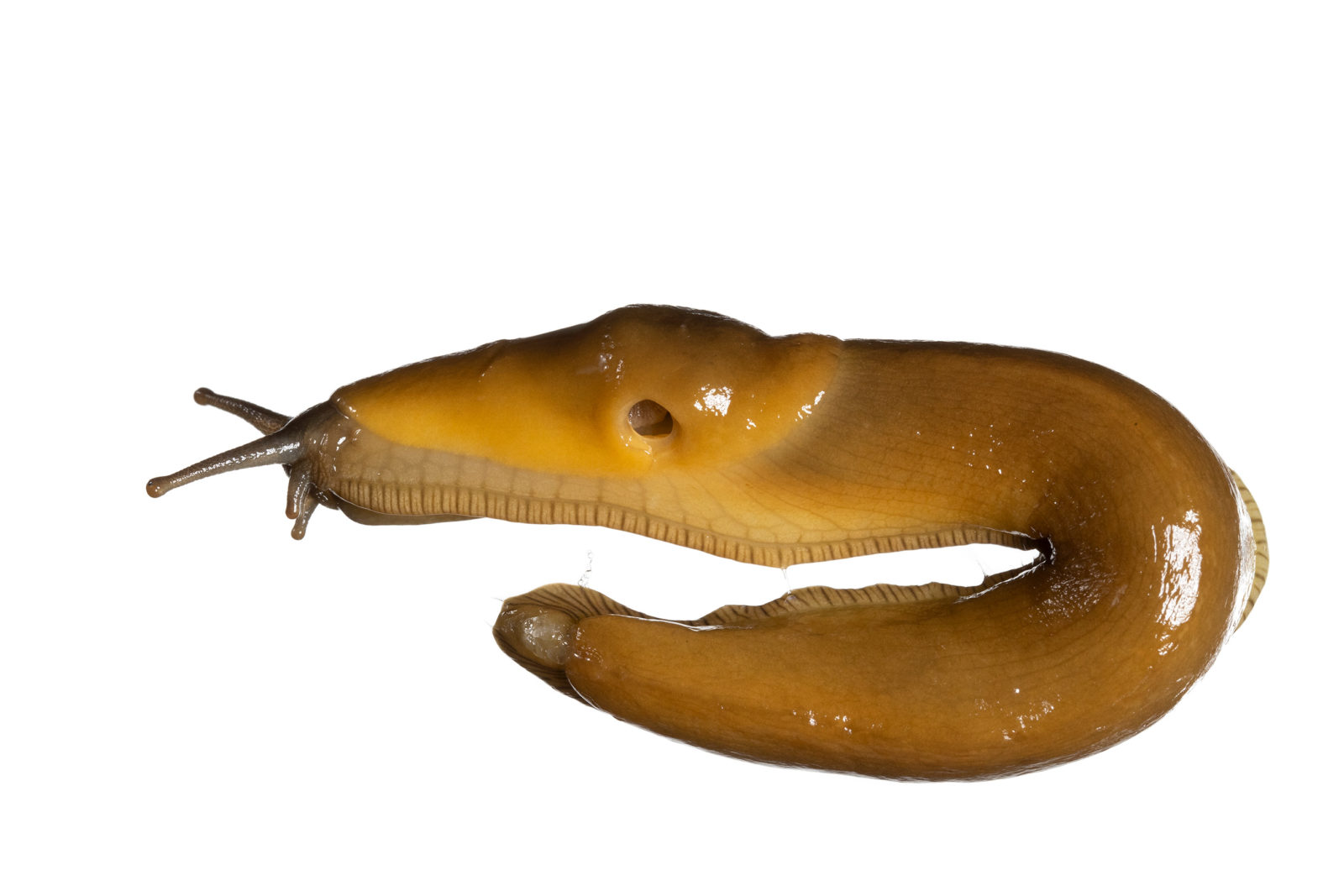 banana slug