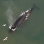 humpback whale under golden gate bridge
