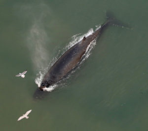 humpback whale under golden gate bridge