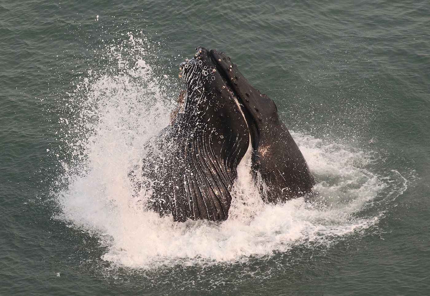 humpback feeding