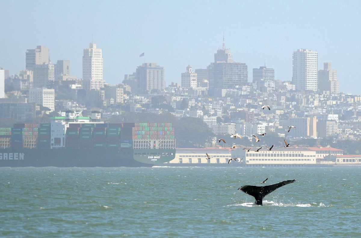 whale in the bay