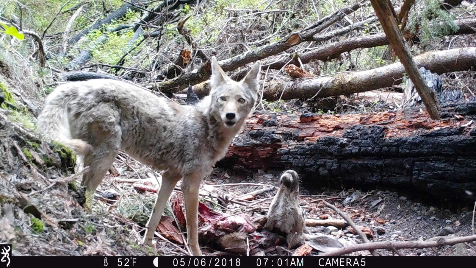 Bay Nature Caught On Camera A Coyote Scavenges A Mountain Lion Kill