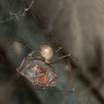 cellar spider