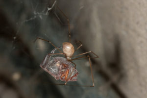 cellar spider