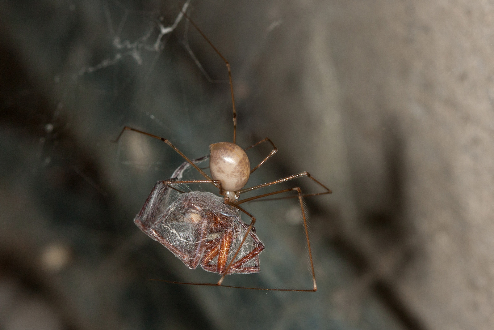 long bodied cellar spider bite humans