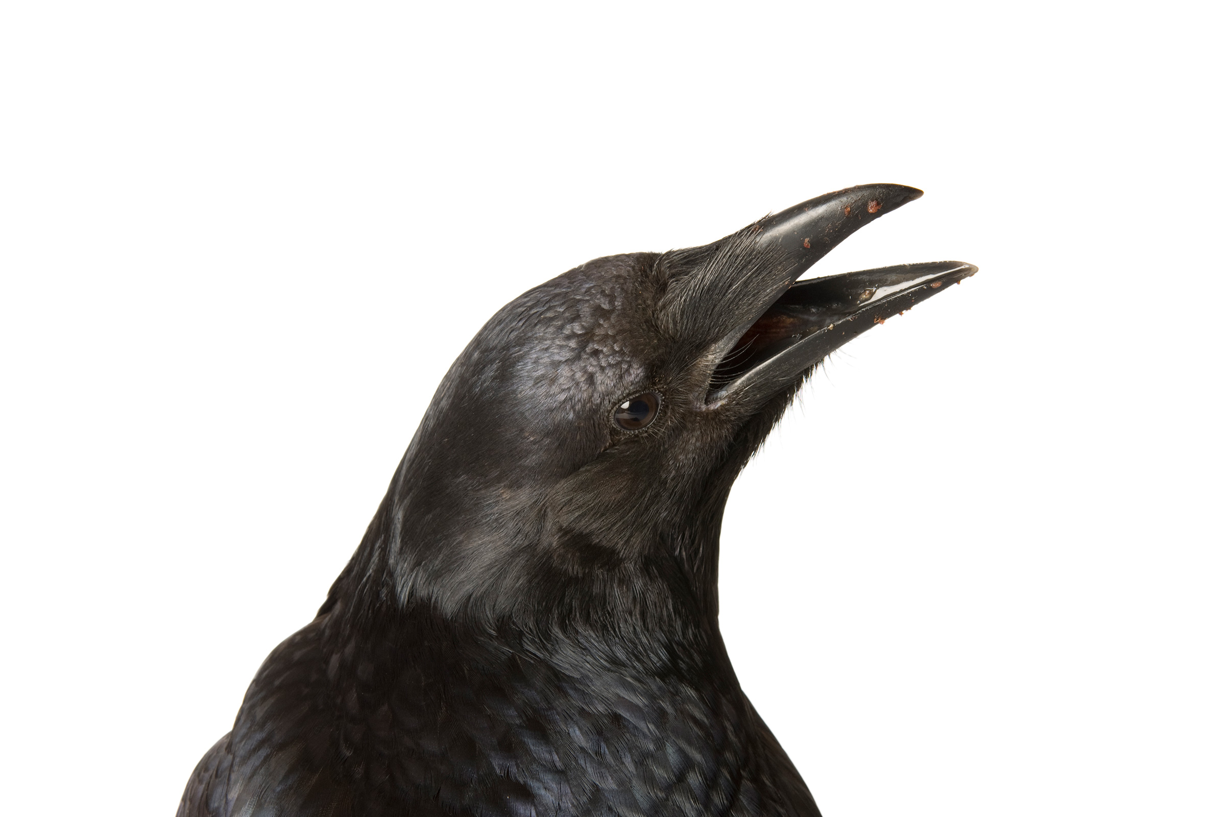 Bay Nature: Crows are Wicked Smart. Should We Still Kill Them?