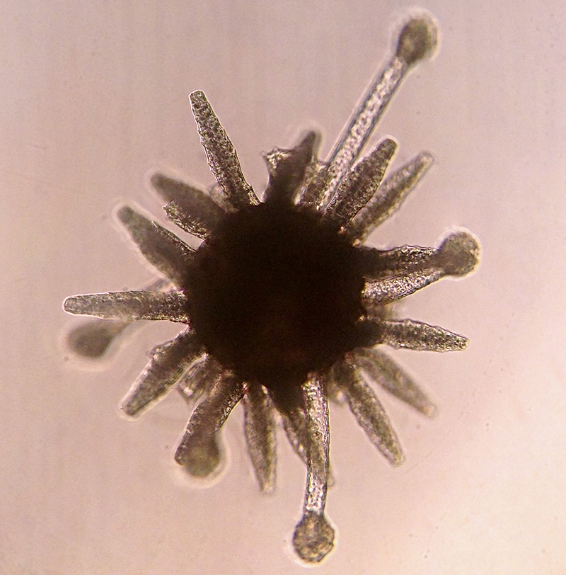 sea urchin larva at 51 days