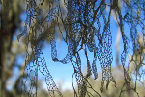 lace lichen