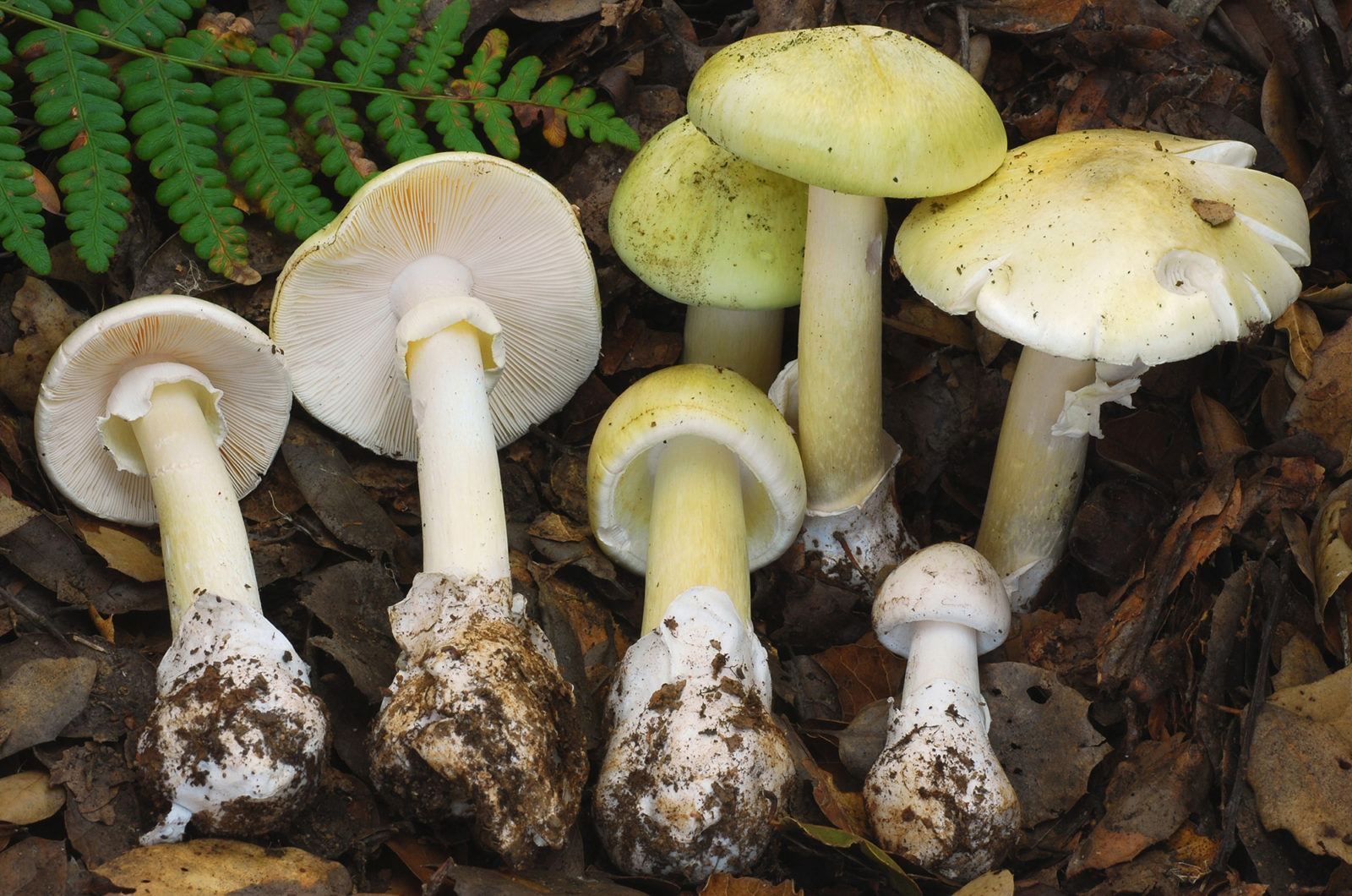 Bay Nature: Should I Worry About Death Cap Mushrooms in California?