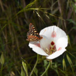 calochortus lily and butterfly