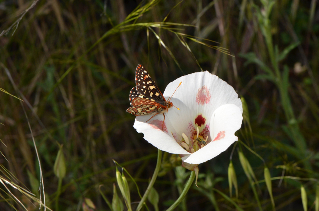 calochortus lily and butterfly