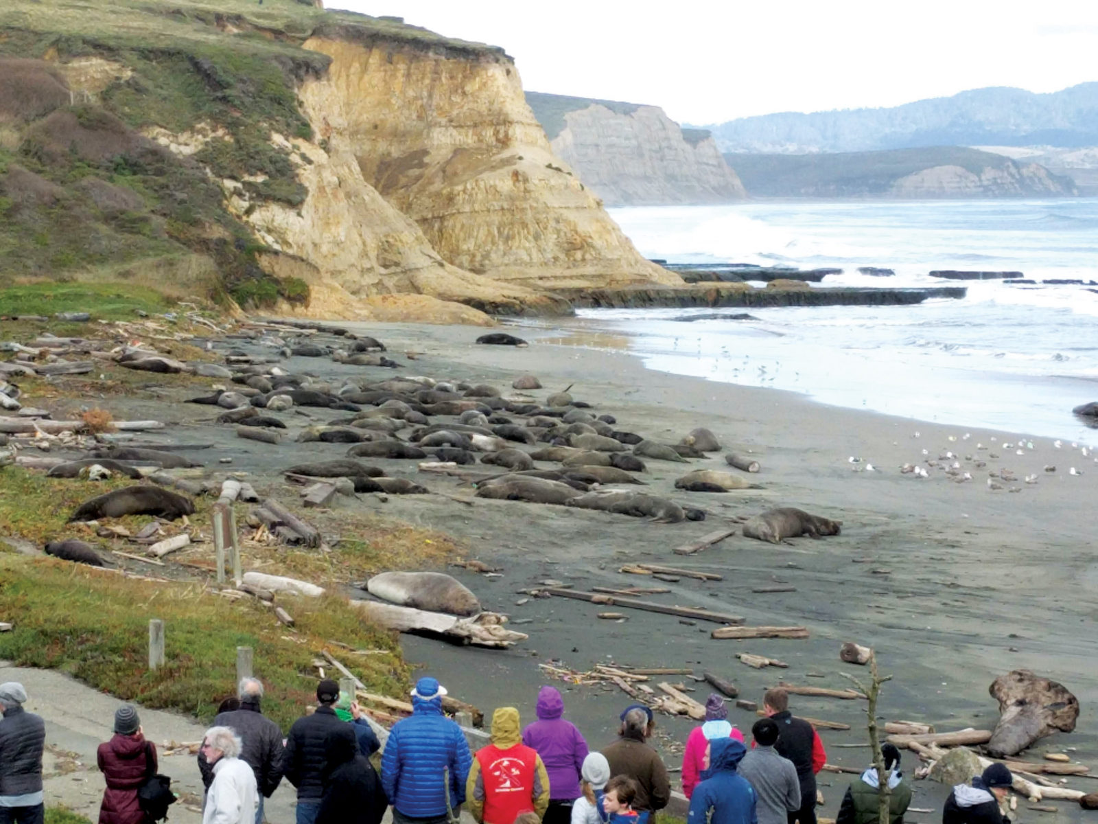 elephant seals at Point Reyes