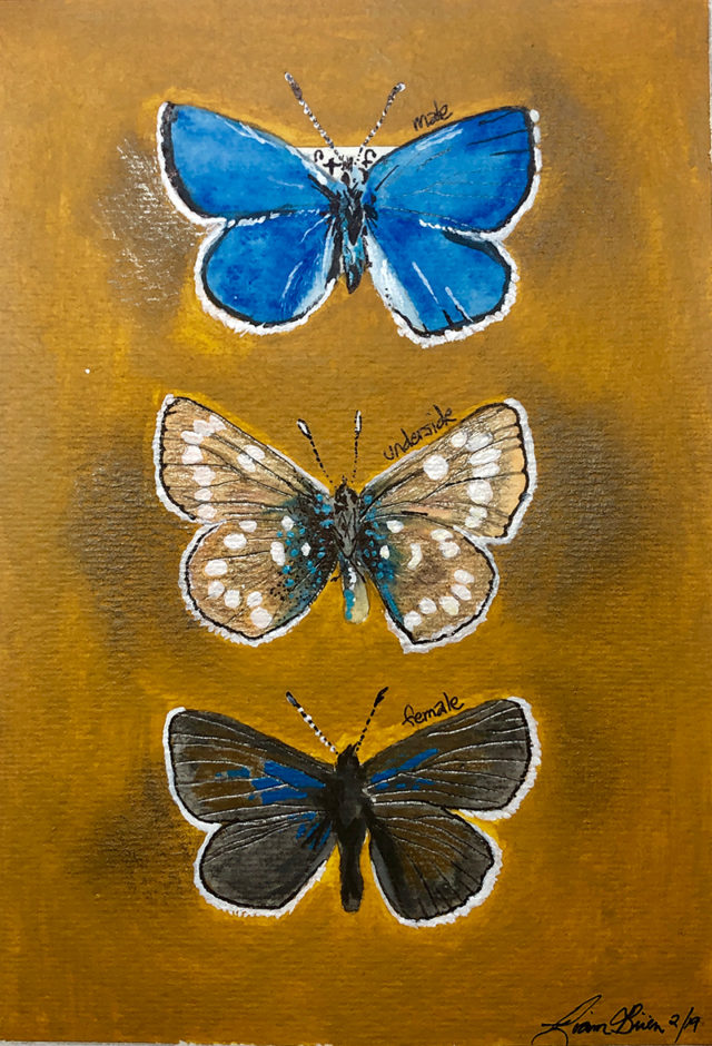 The Flying Pansy In the Shadow of the Xerces Blue Butterfly Bay Nature