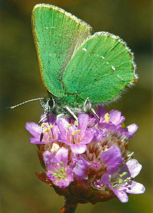 The Flying Pansy In the Shadow of the Xerces Blue Butterfly Bay Nature
