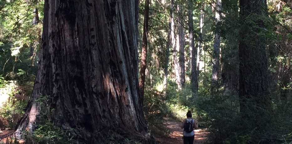 woman hiking in the redwoods