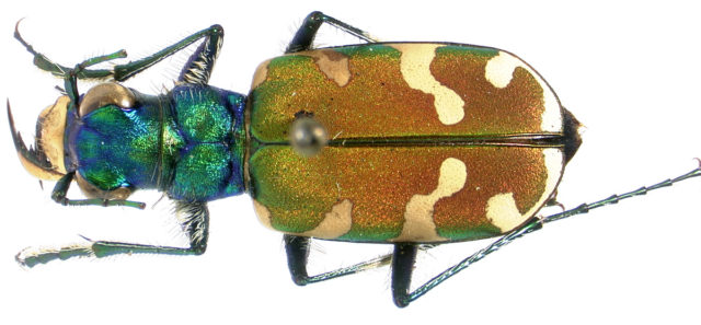 Bay Nature: How to See Insects