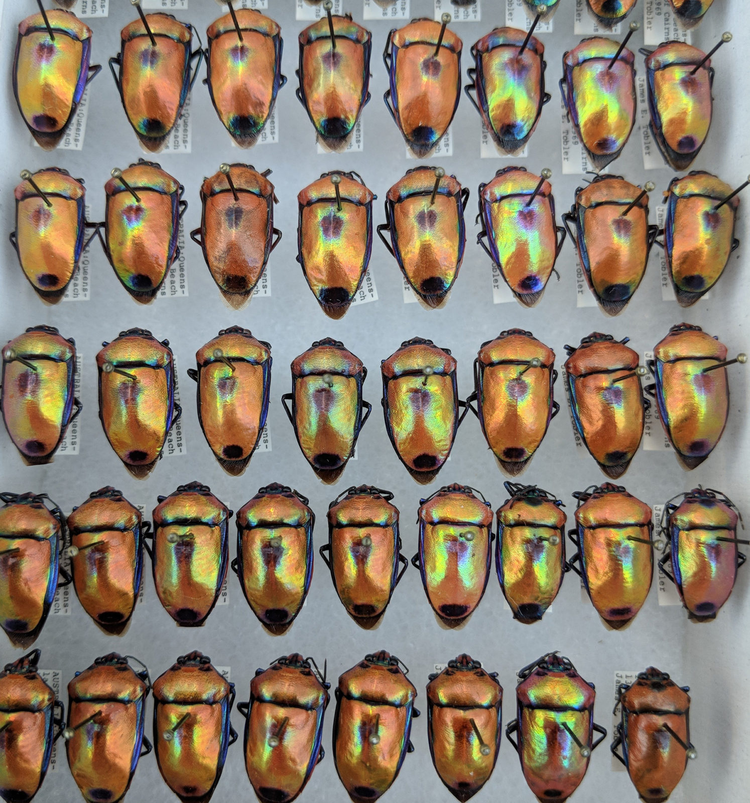 pinned beetles