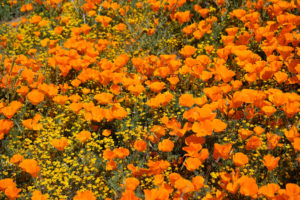 Antelope Valley wildflowers