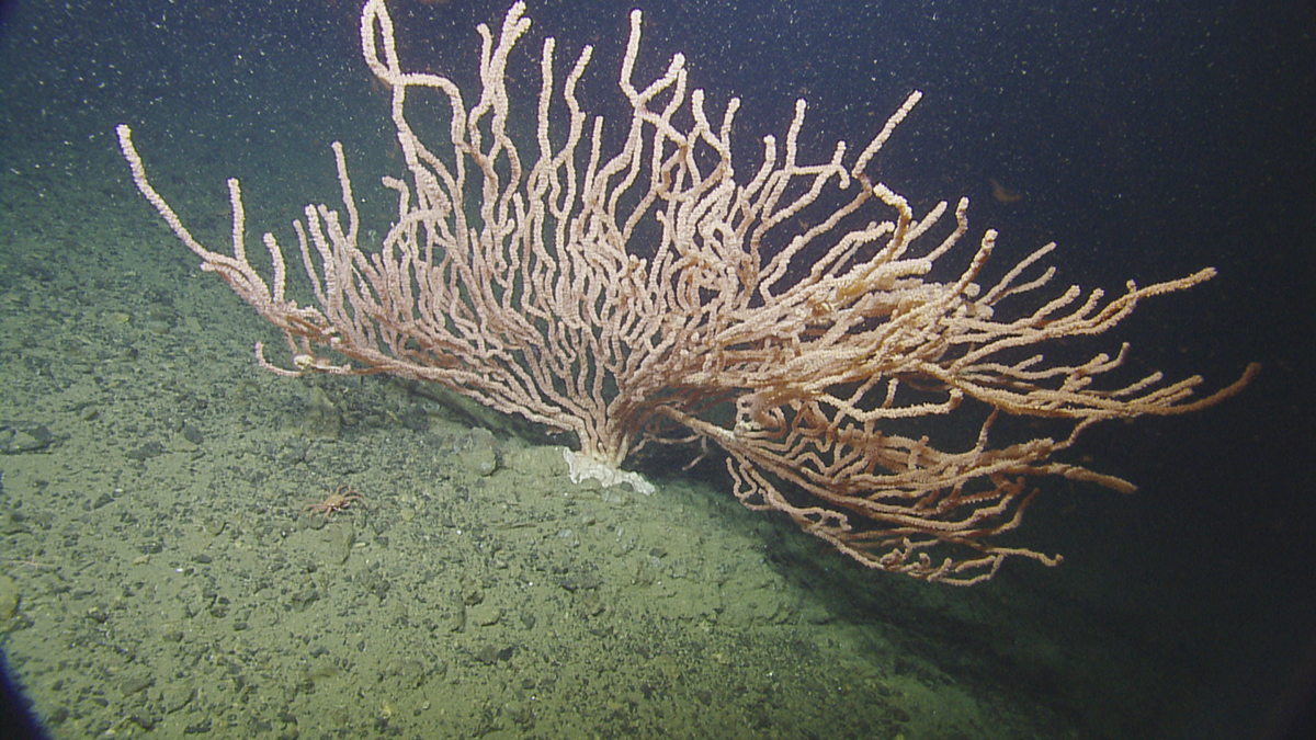 deep-sea bamboo coral