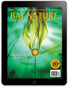 Summer 2020 Cover: Ocean Kelp