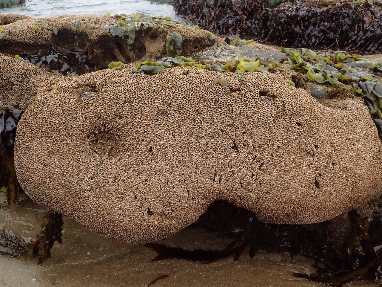 sand castle worm mound