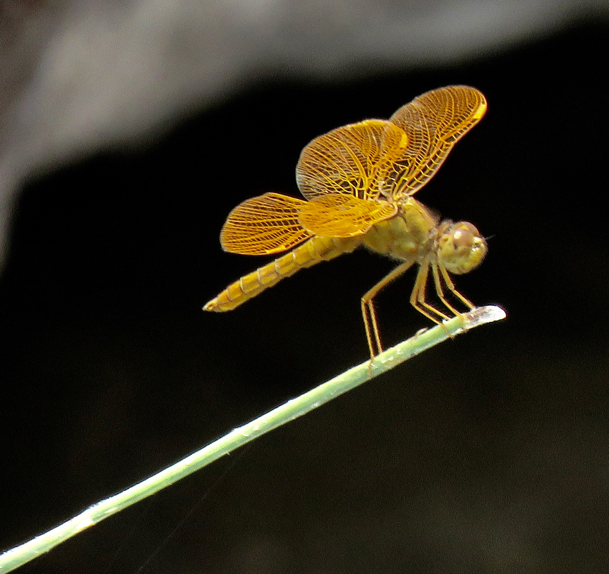 Mexican amberwing
