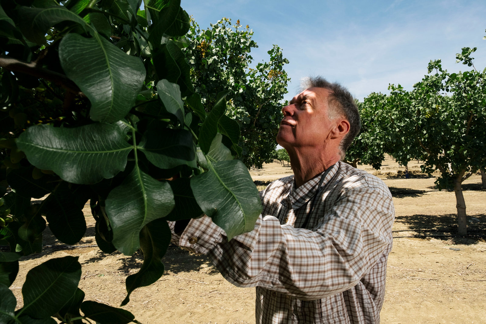 farmer Gary Norton inspects a pistachio tree