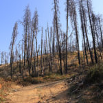 butte fire burned trees