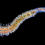 polychaete worm