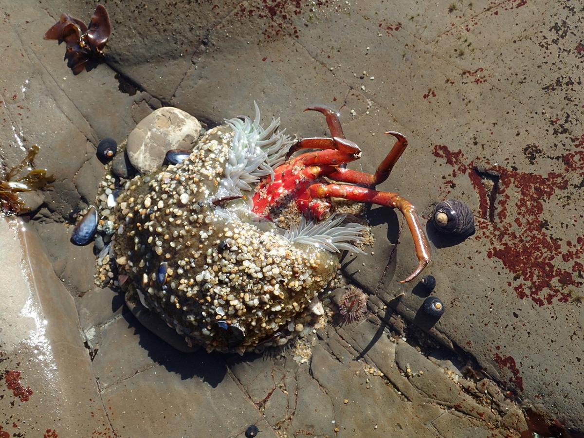 starburst anemone eats crab