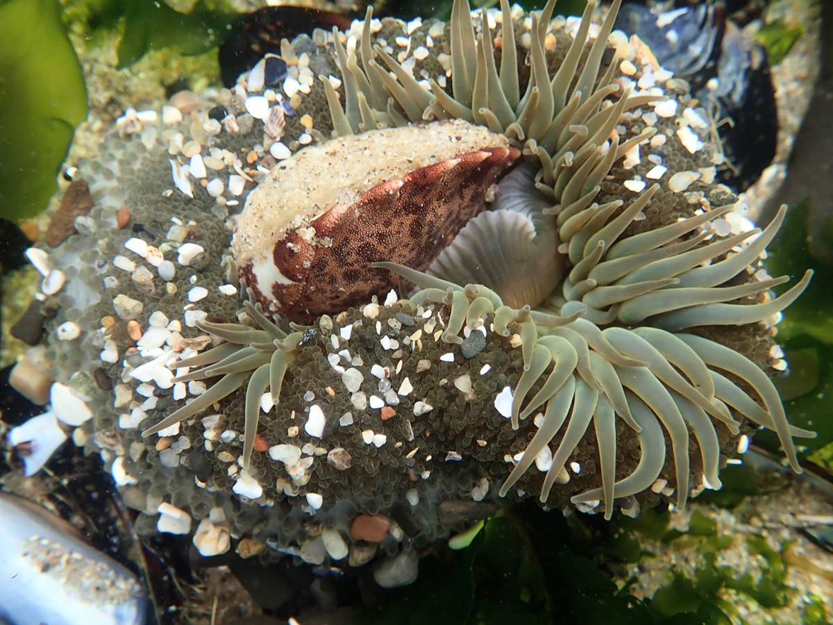 giant green anemone eats crab