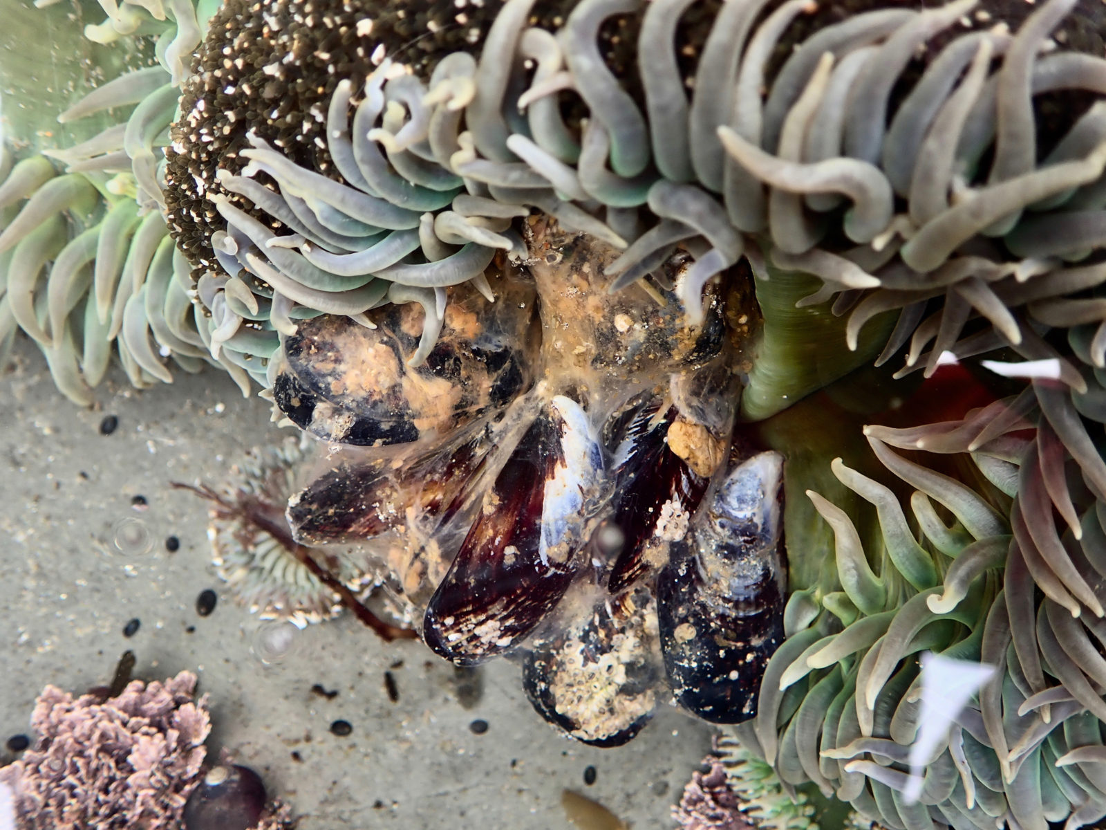 giant green anemone eats mussels