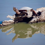 western pond turtle