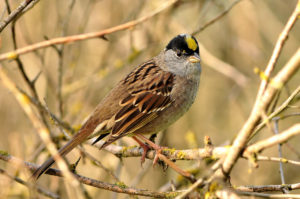 golden-crown sparrow