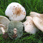 green gill parasol mushrooms
