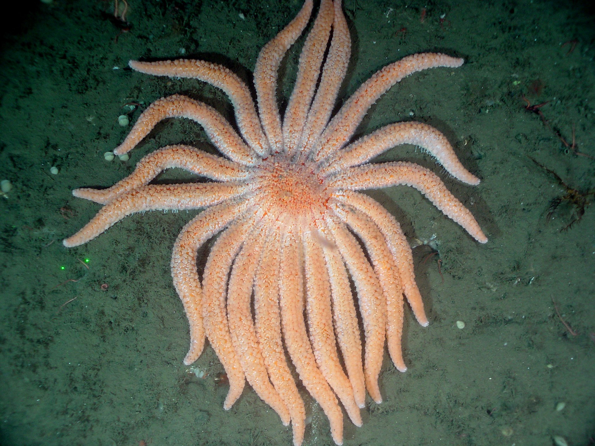 Science Explainer | Deep-Sea Sea Stars on the Hunt - Bay Nature
