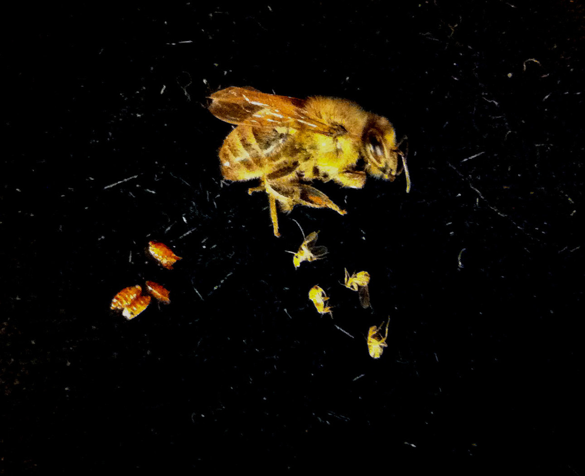 bee corpse and phorid flies