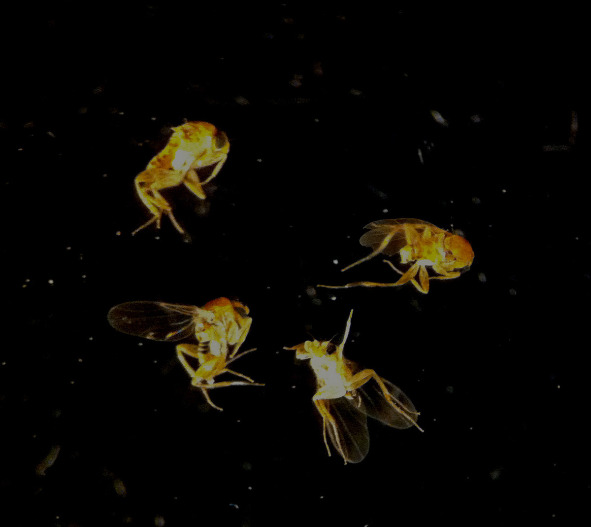 phorid fly adults
