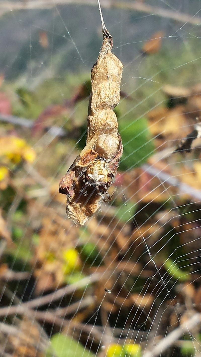 metepeira in its web