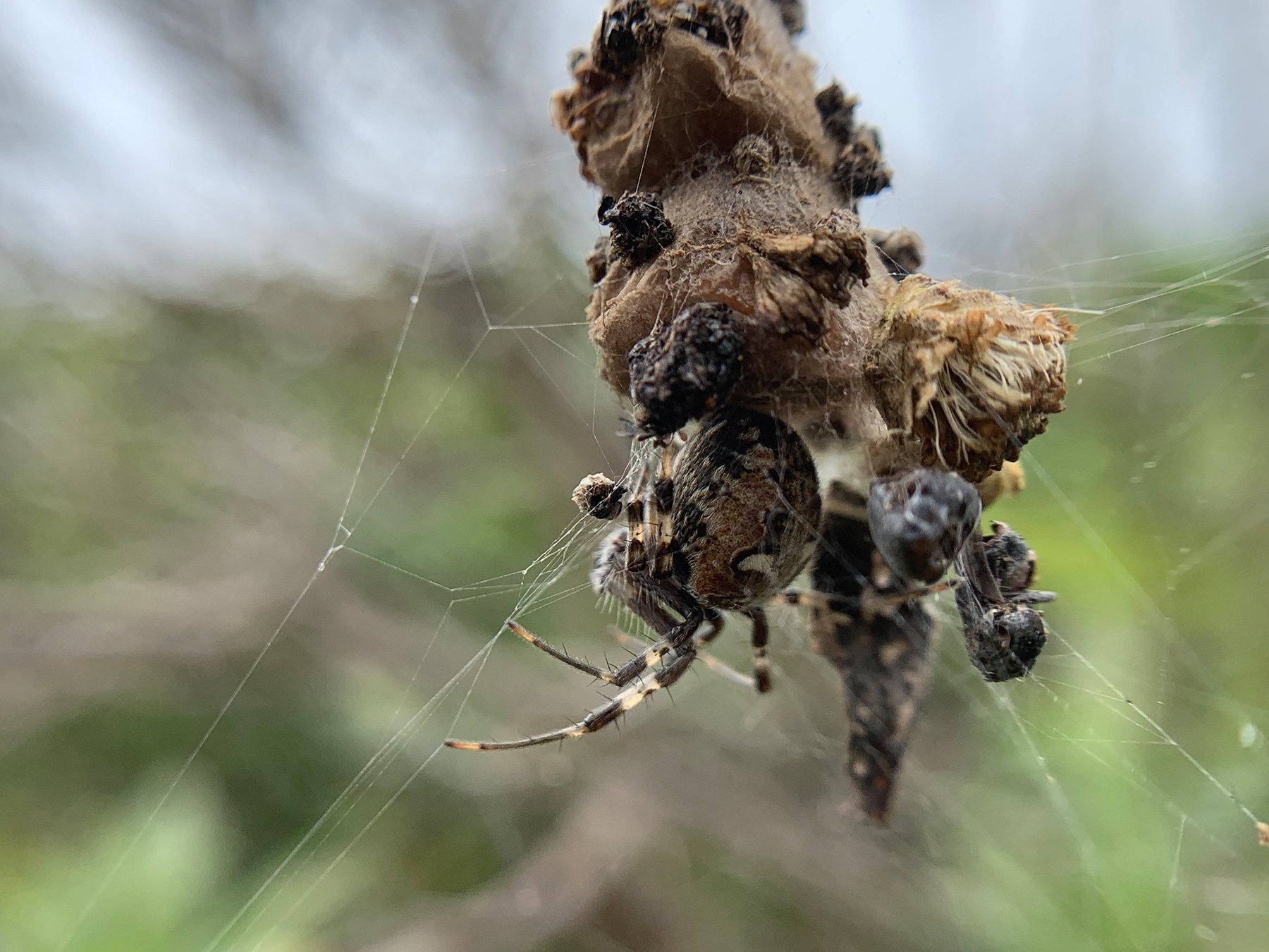 ask-the-naturalist-spiders-that-build-structures-in-their-webs-bay