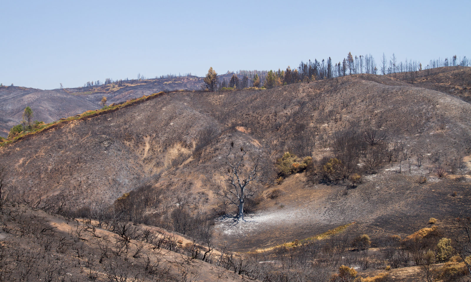 burned land in Mendocino