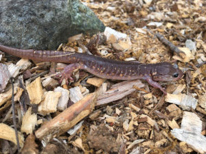 arboreal salamander
