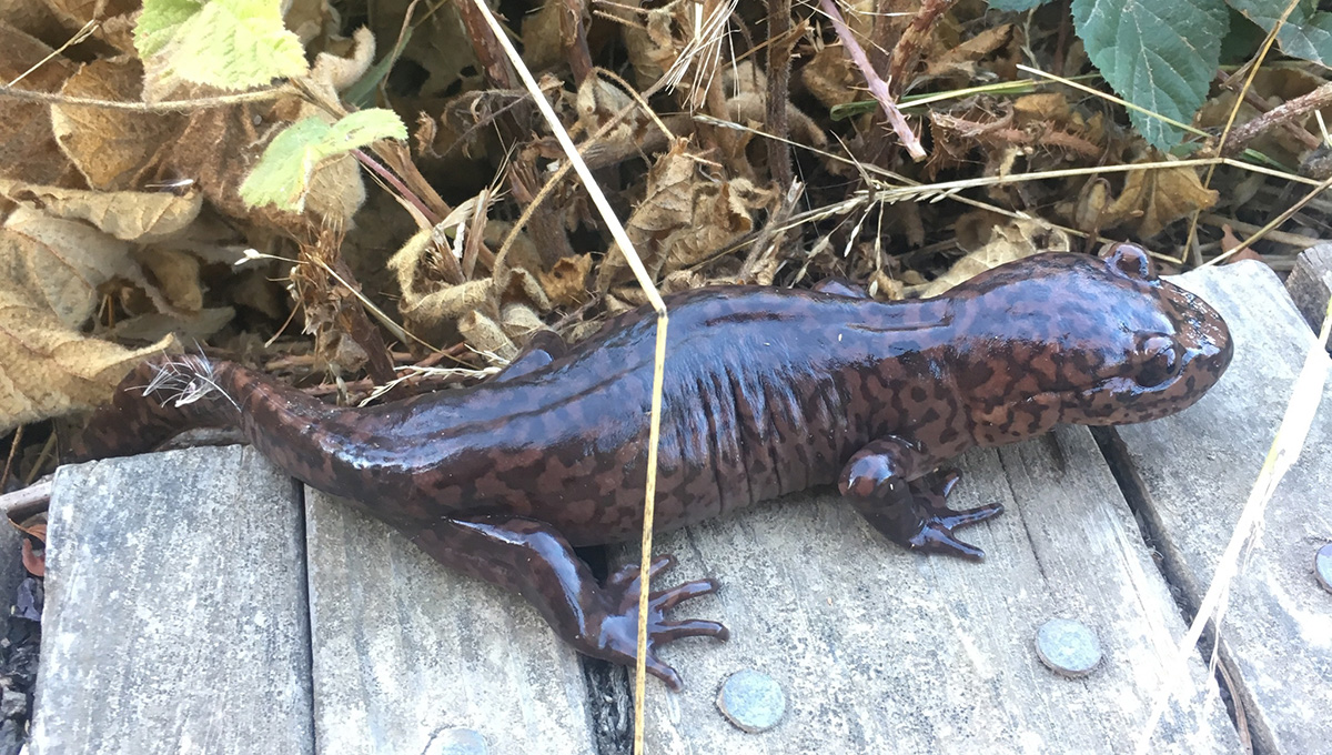 california giant salamander