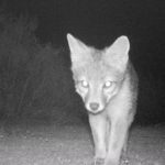 gray fox on camera trap